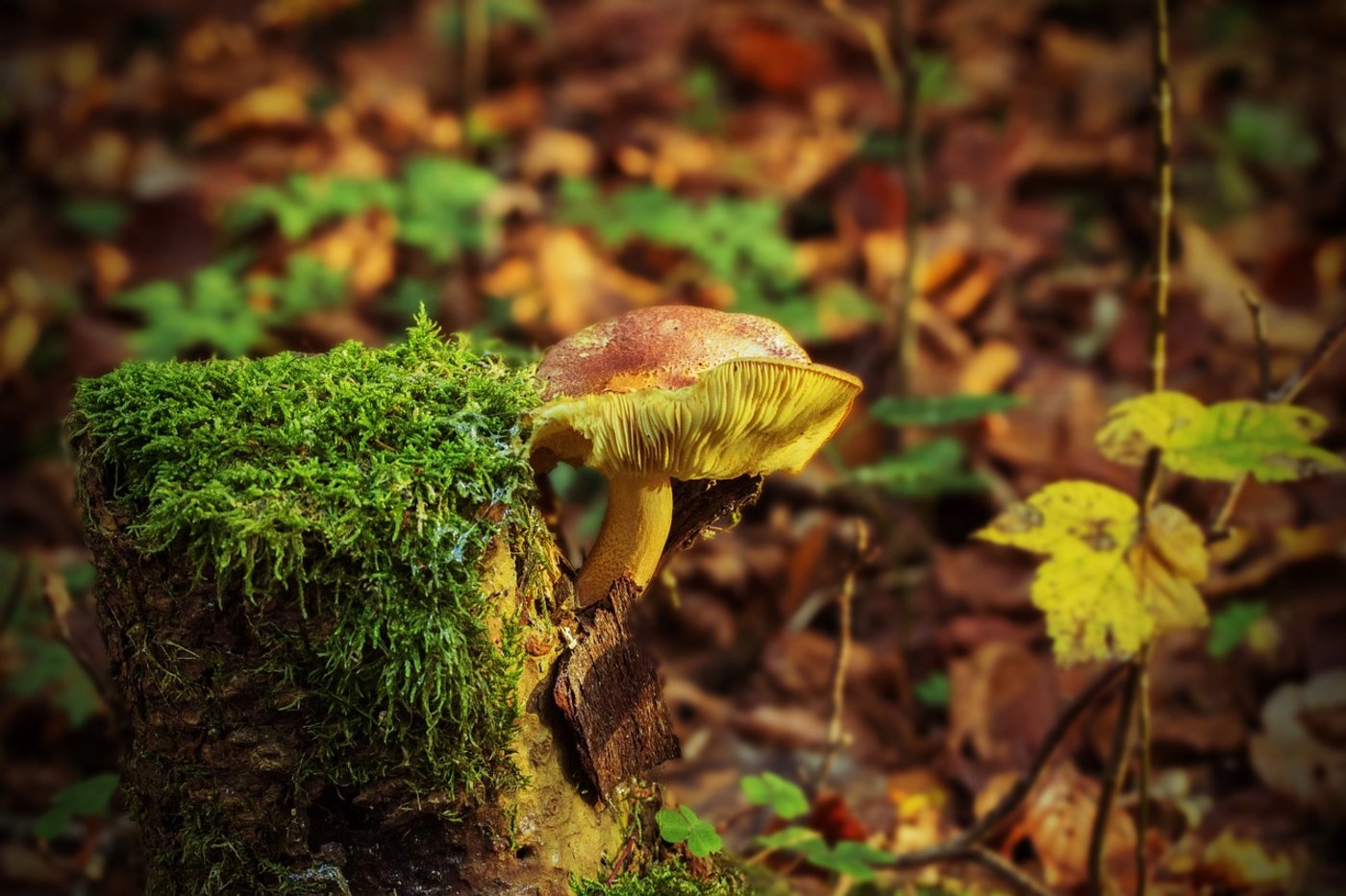 Zumindest etwas Positives bringt die Trockenheit mit sich: Es wurden in diesem Jahr wenige Fälle von Vergiftungen gemeldet. (Symbolbild Pixabay)