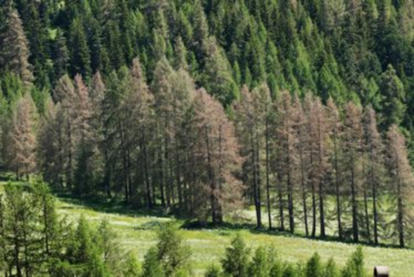 Vom Lärchenwickler befallene Baumgruppe bei S-chanf im Engadin am 19. Juni 2018.