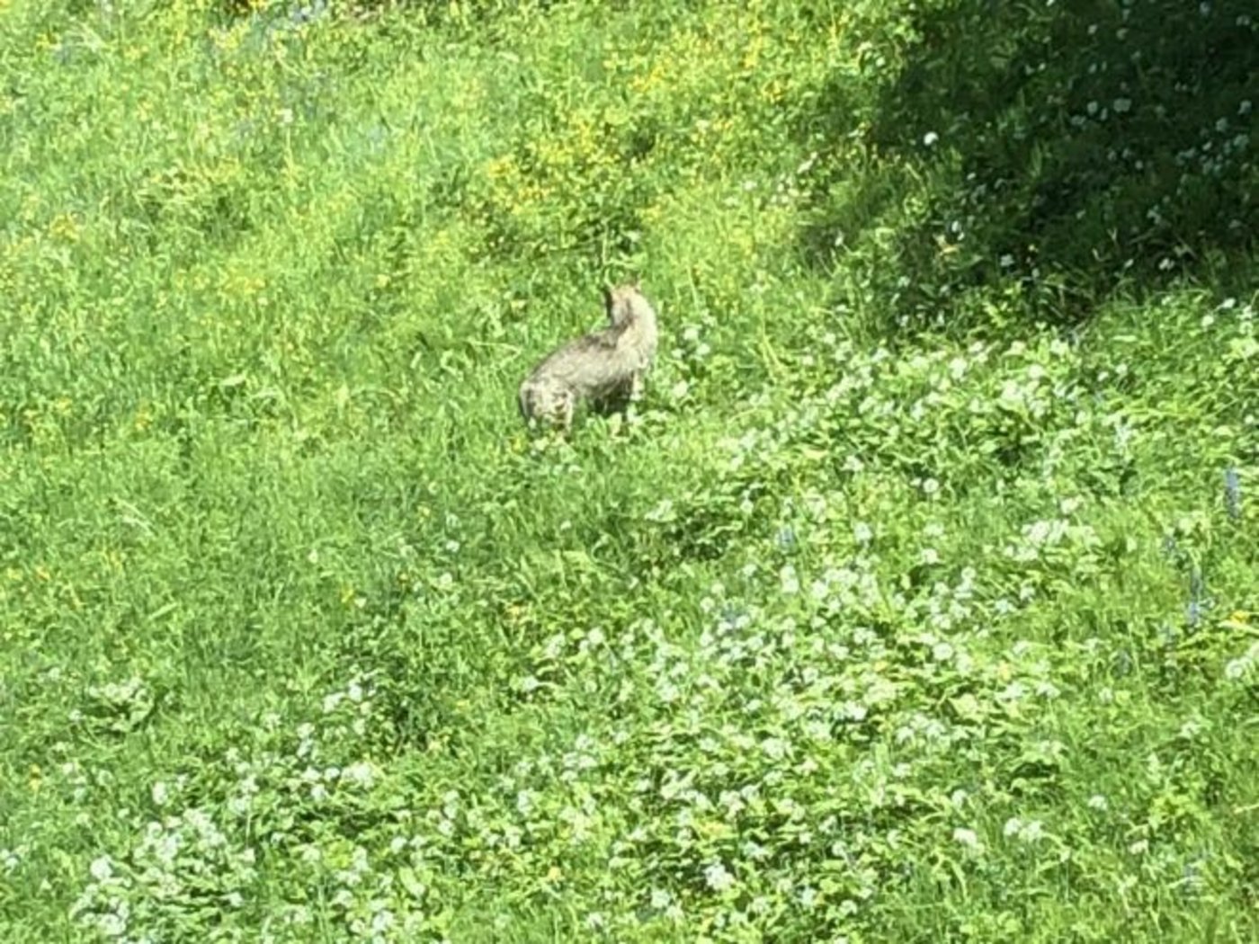 Dieses Bild zeigt den Wolf im hohen Gras im Gebiet Bostadel. (Bild Kanton Zug)