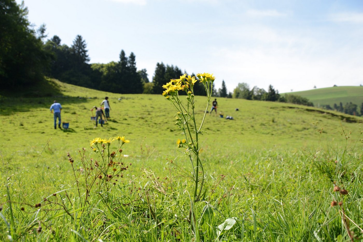 Asylsuchende im gemeinnützigen Arbeitseinsatz zur Bekämpfung des Wasserkreuzkrautes in der Gemeinde Kriens. (Bilder Josef Scherer)