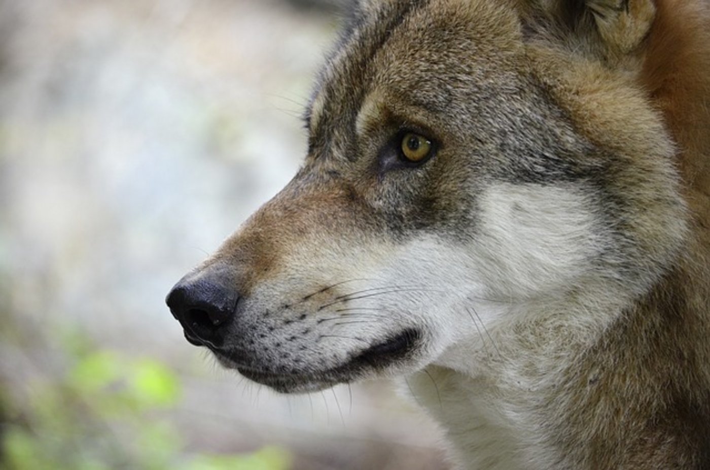 WWF und Pro Natura bedauern eigenen Angaben zufolge den Abschuss der Jungwölfe, aber auch die von den Wölfen verursachten Risse. (Bild Pixabay)