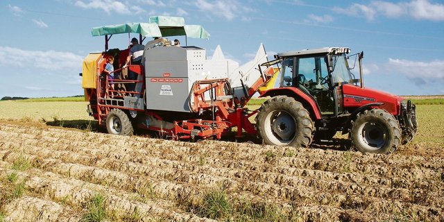 Beim Graben der an sich guten Kartoffelernte gibt es für die Bauern hie und da Überraschungen wegen Drahtwurmschäden und fauler Knollen.(Bild SBV)