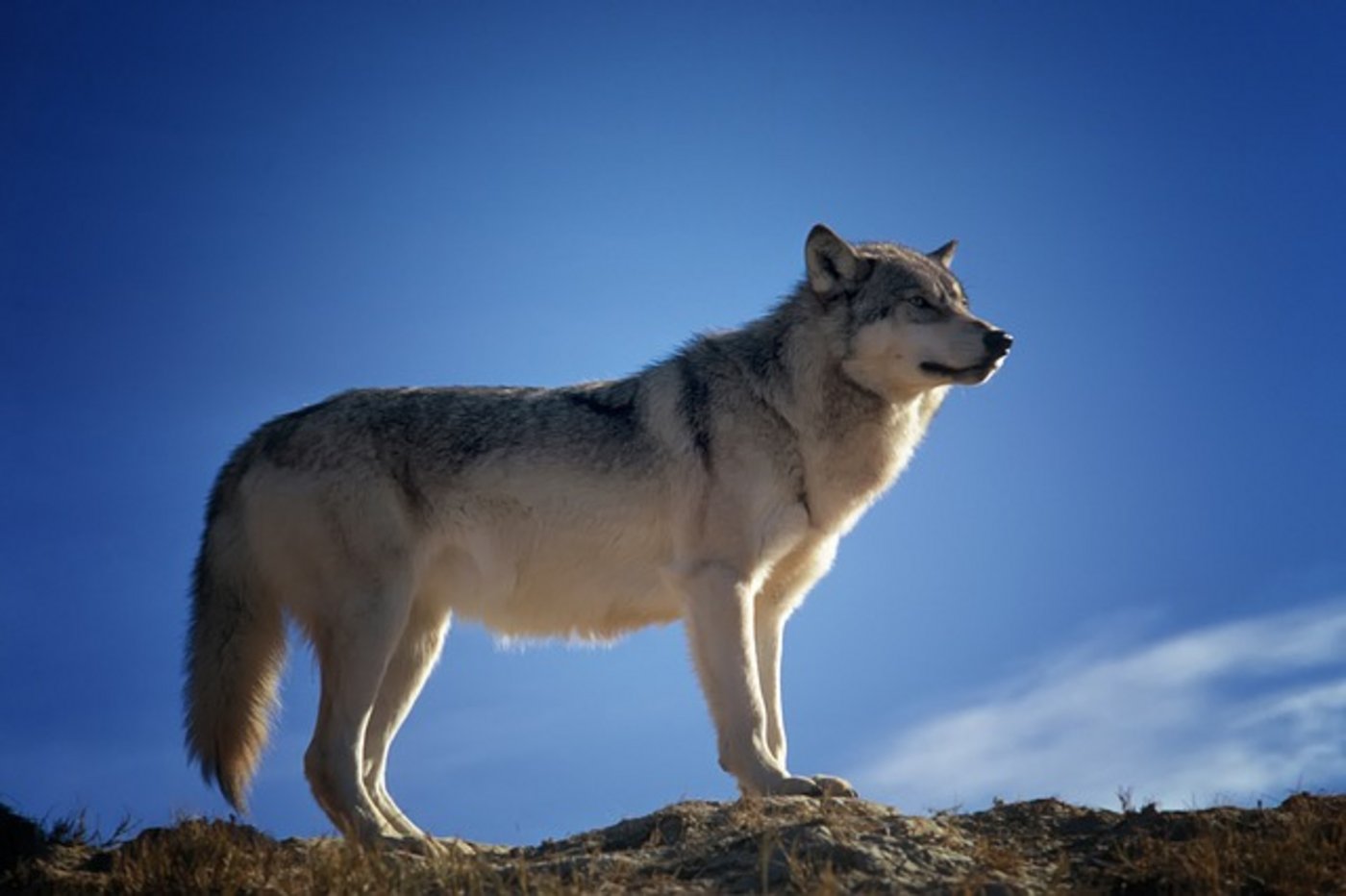 In der Schweiz existieren derzeit vier Wolfsrudel. (Bild pixabay)