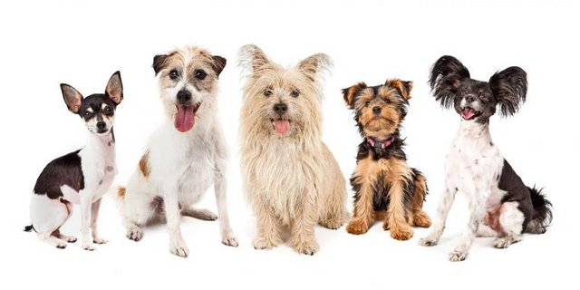 kleine-hunde.jpg