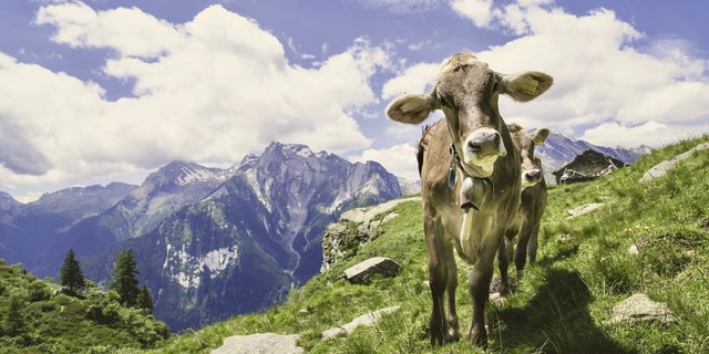 Jung-Vieh im Berner Oberland. Bild: Adobe