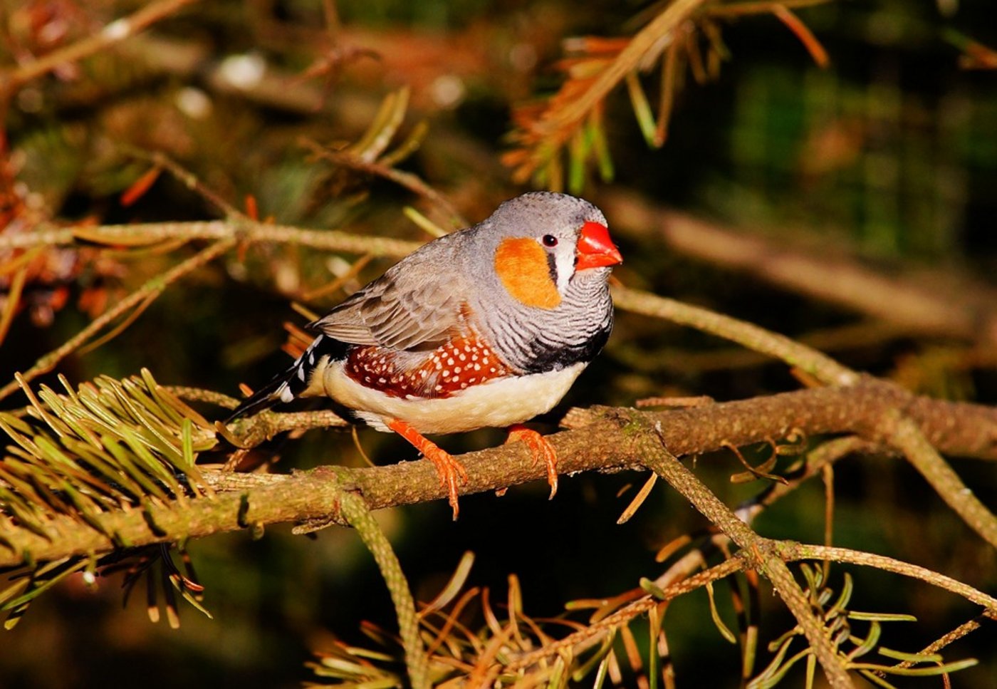 Zebrafinken lernen als Jungvögel ähnlich wie Menschenkinder. (Bild Pixabay)