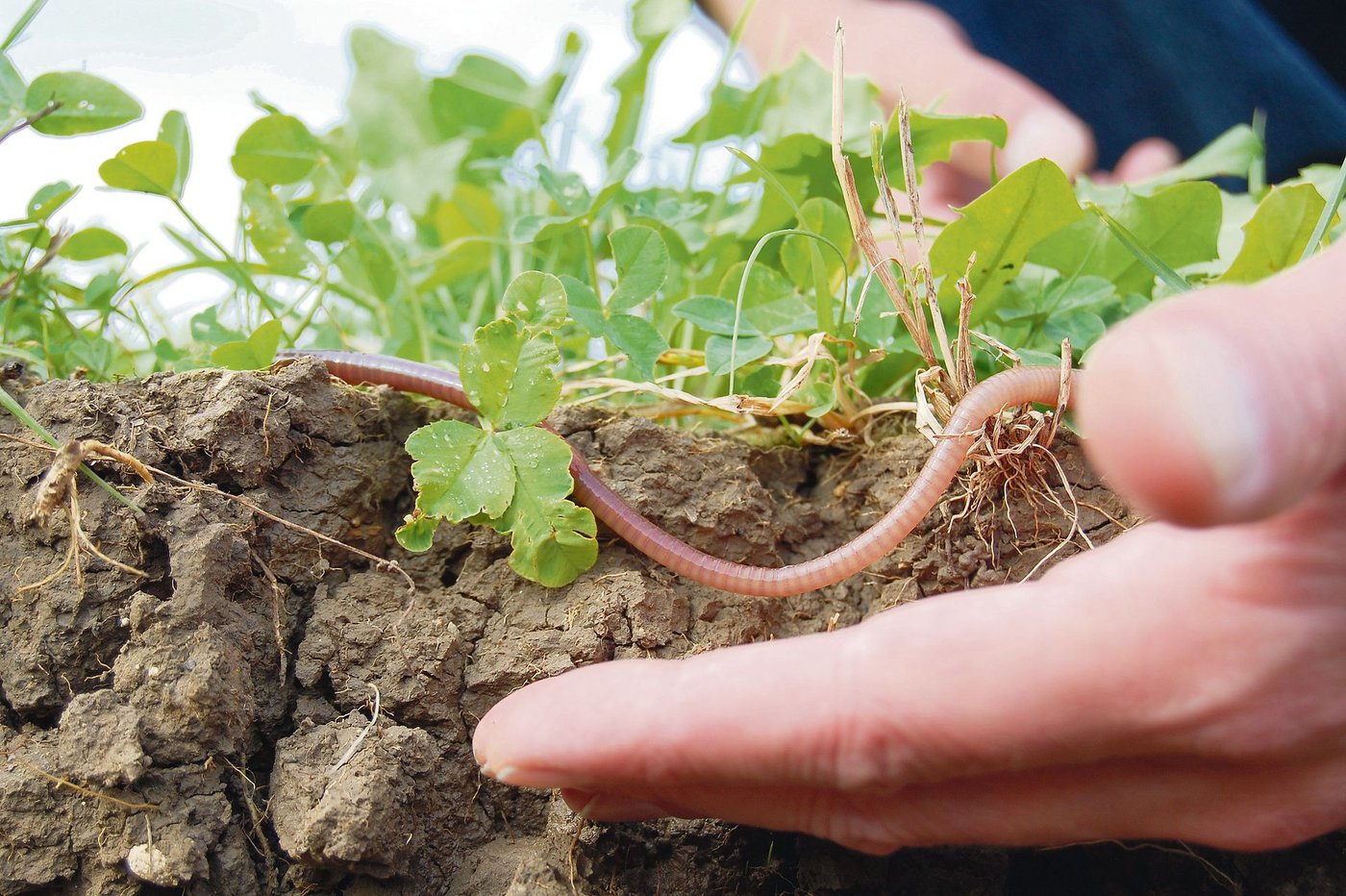 Ein gesunder und lebendiger Boden ist das wertvollste Gut für die Landwirtschaft. Dabei spielen die Humusbildner eine ganz zentrale Rolle. (Bild Thomas Alföldi)