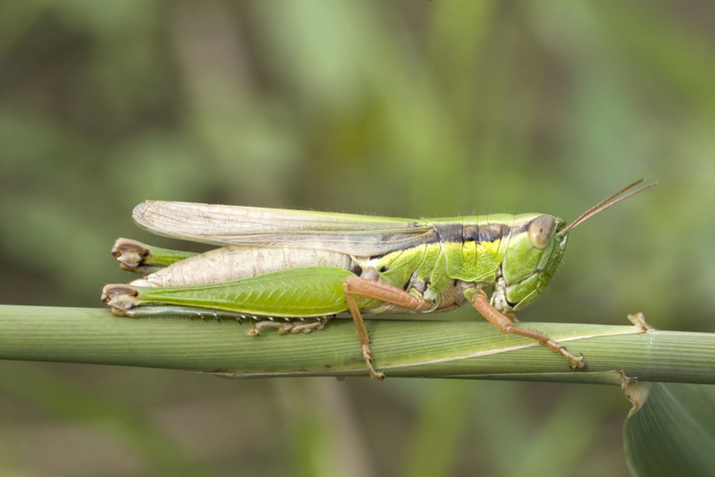 Derzeit erarbeitet Bio Suisse zusammen mit antragstellenden Firmen spezifische Richtlinien zur Insektenhaltung. (Bild pd)