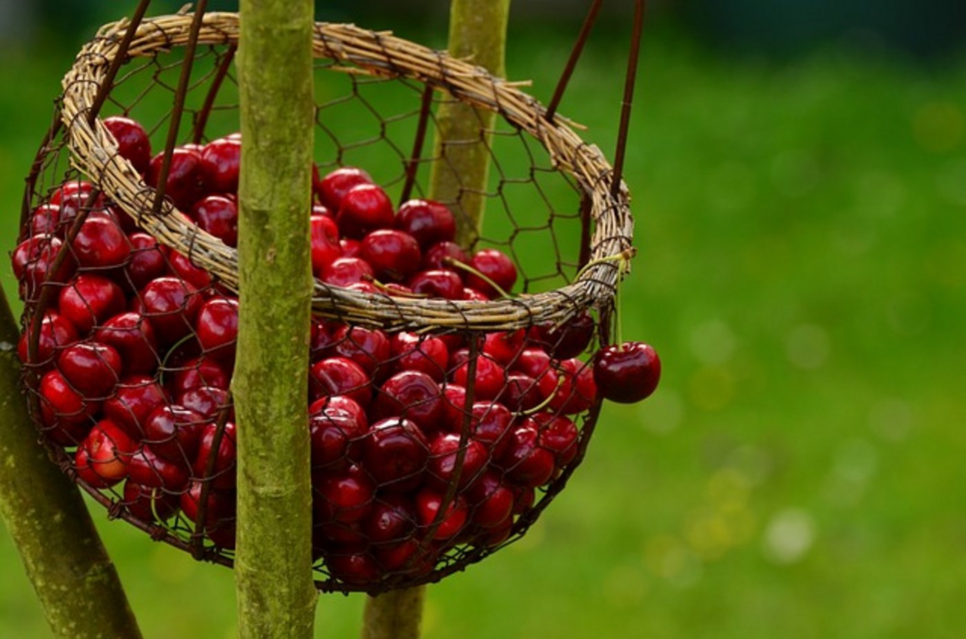 Die Nachhaltigkeit des Booms wird nun davon abhängen, ob es der Bio Suisse und ihren Mitgliedern gelingt, mit den Reifeprüfungen souverän, man könnte auch sagen erwachsen umzugehen. (Bild pixabay)