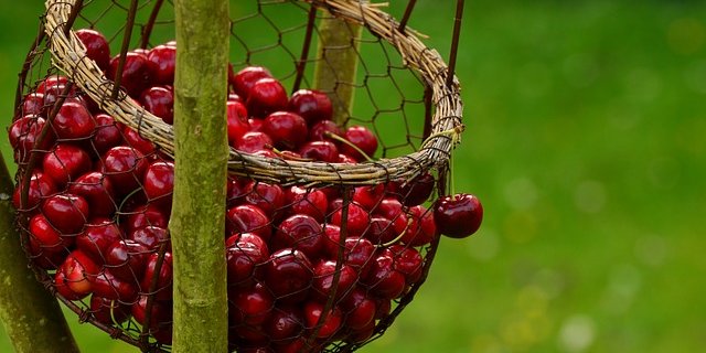 Die Nachhaltigkeit des Booms wird nun davon abhängen, ob es der Bio Suisse und ihren Mitgliedern gelingt, mit den Reifeprüfungen souverän, man könnte auch sagen erwachsen umzugehen. (Bild pixabay)