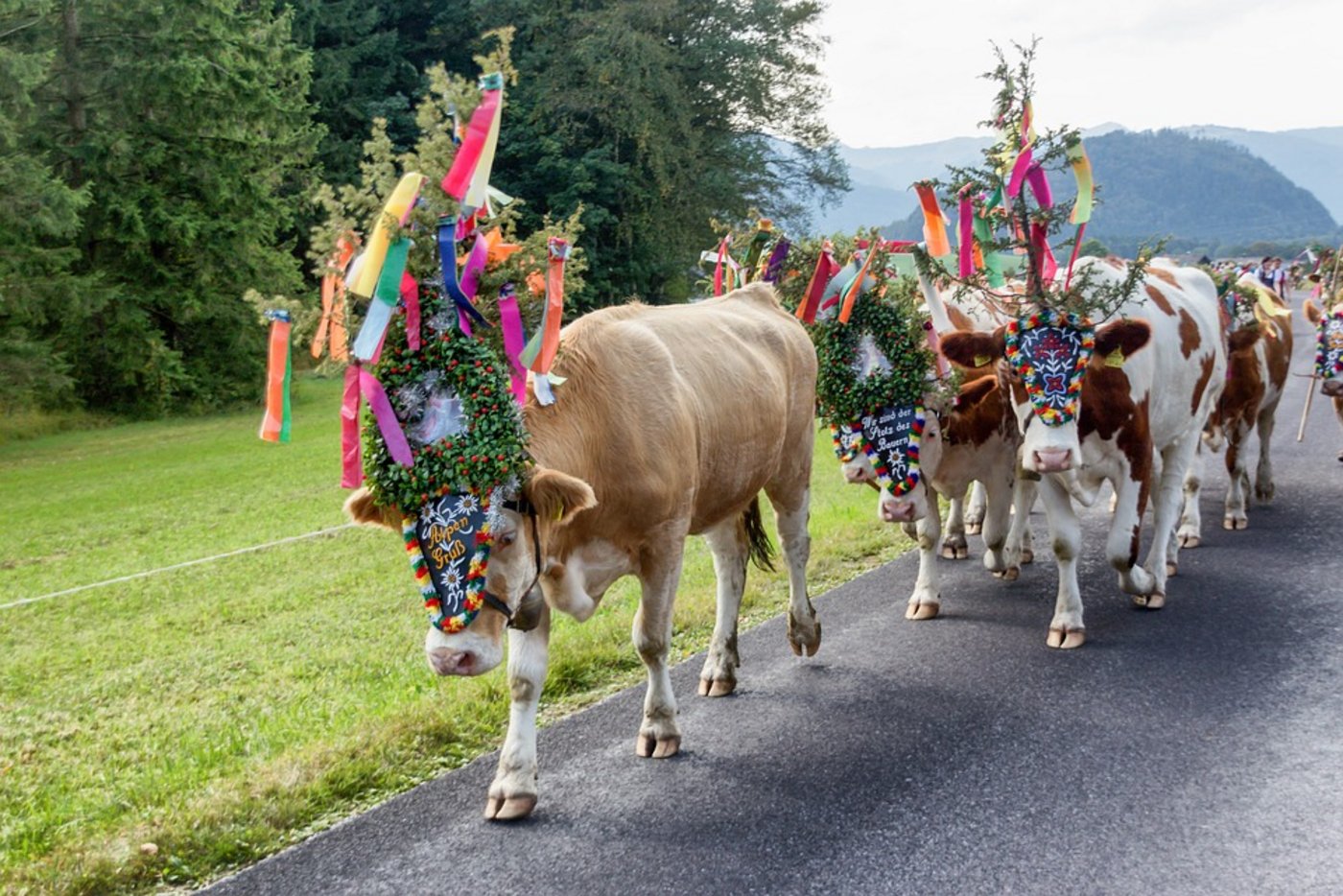 Normalerweise ein freudiges Ereignis: Ein Alpabzug. (Symbolbild Pixabay)