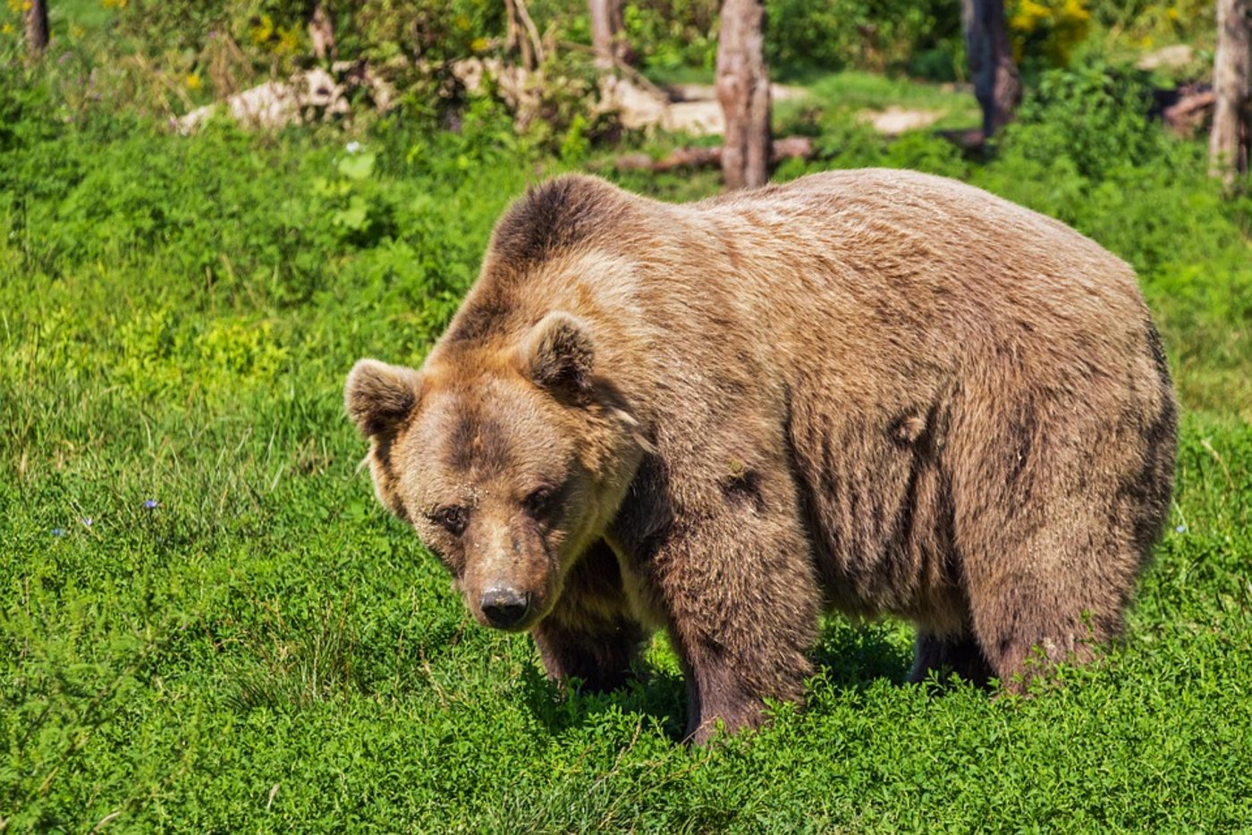 Braunbären können allerlei Unfug anrichten. (Symbolbild Pixabay)