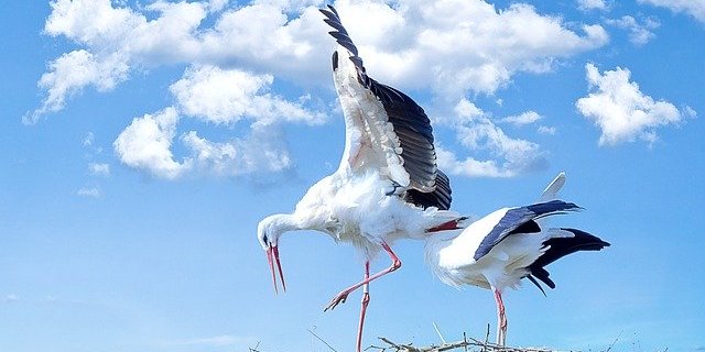 Wer einen Storch im Winter sieht, muss dies im Normalfall nicht melden. (Symbolbild Pixabay)