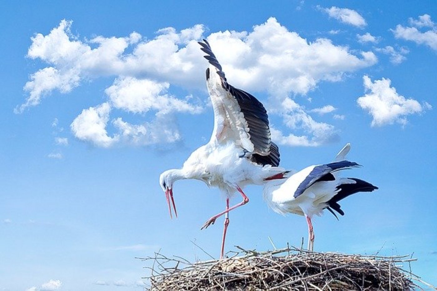 Wer einen Storch im Winter sieht, muss dies im Normalfall nicht melden. (Symbolbild Pixabay)