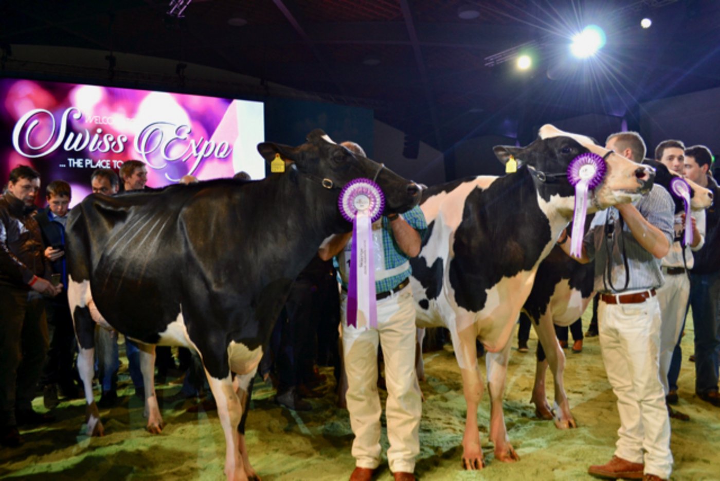 Atwood Daria steht im Stall von S Bro Holstein. 