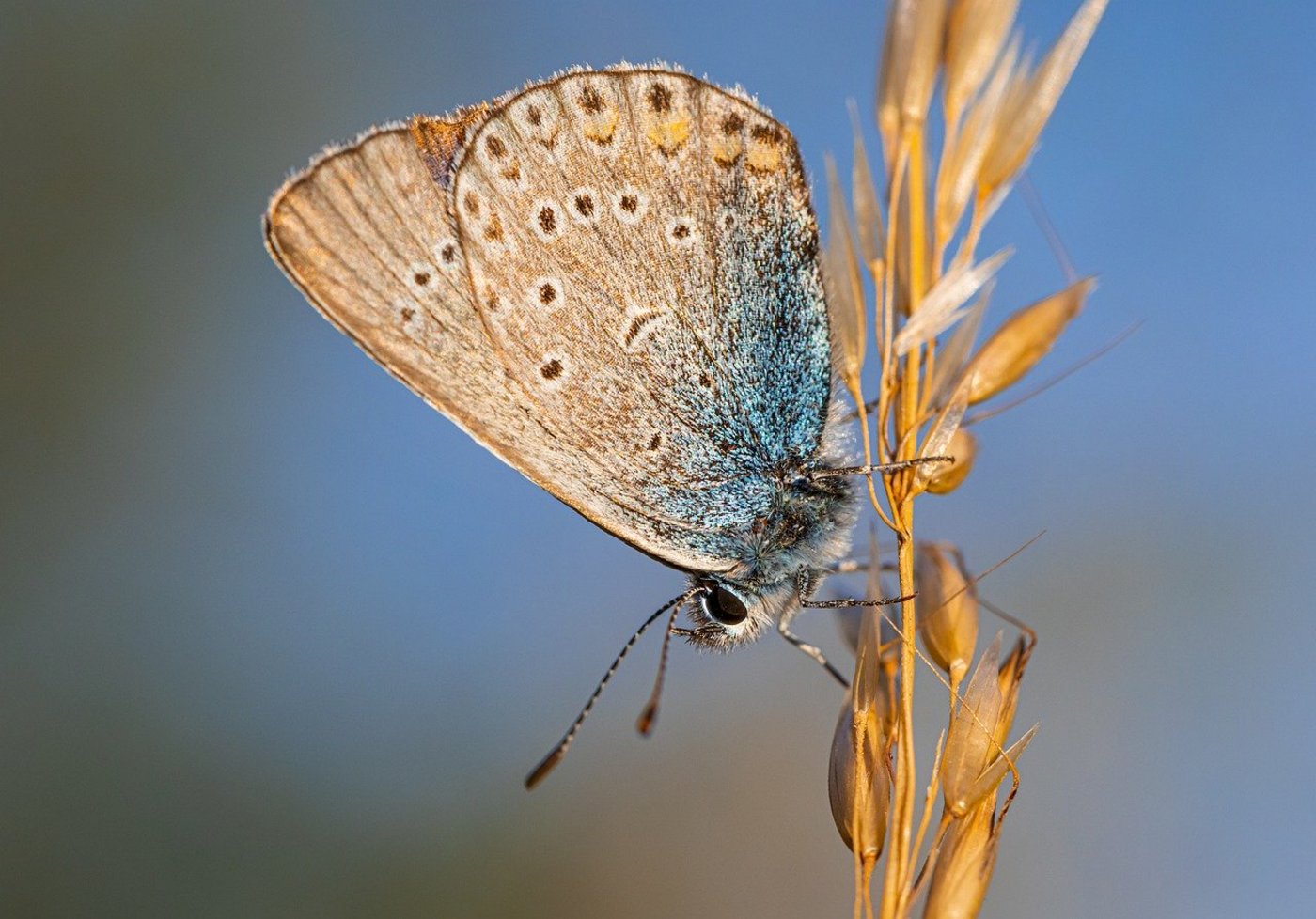 Die Umweltverbände sehen Konzerne als Förderer eine landwirtschaftlichen Produktion, die auf Kosten der Umwelt geht und beispielsweise zum Rückgang der Biodiversität führt. (Bild Erik_Karits/PIxabay)