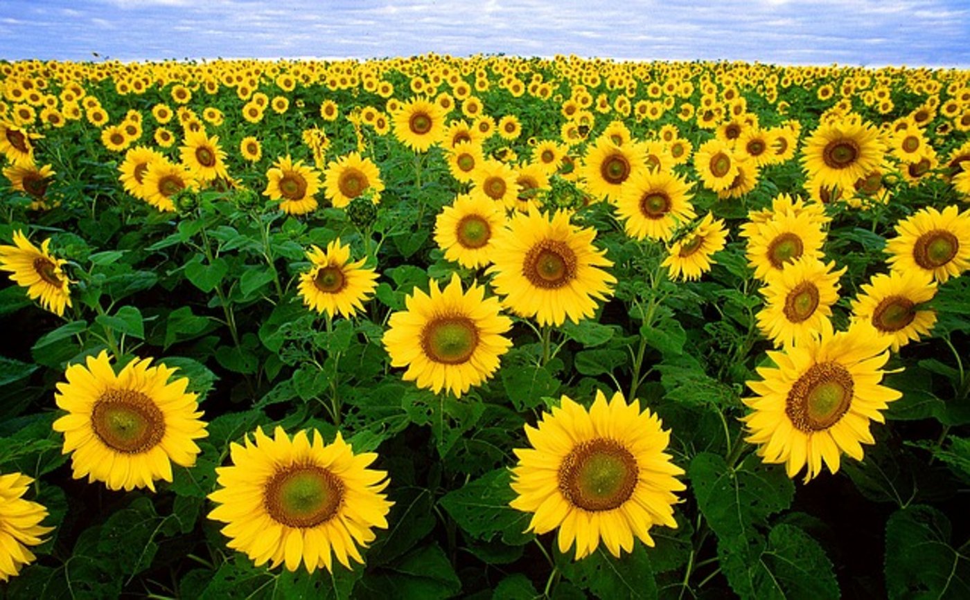 Sonnenblumen sind Profiteure des Klimawandels. (Bild pixabay)