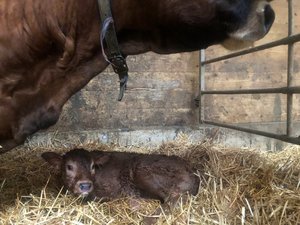 So halten Sie Ihren Betrieb frei von BVD Für die Geburt sollte man trächtige Tiere absondern. Der Abkalbeort muss sauber sein und sollte nach der Geburt gereinigt werden. (Bild BauZ)