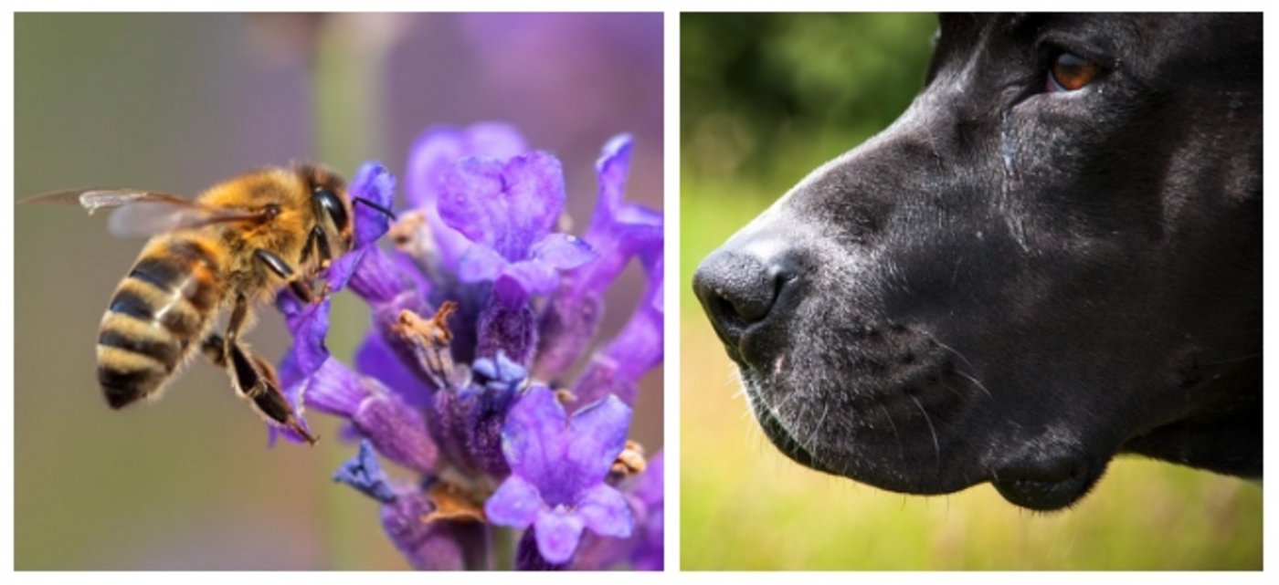 Biene oder Hund? Die einen sehen grosses Potenzial, die anderen glauben nicht daran. (Bilder Pixabay)