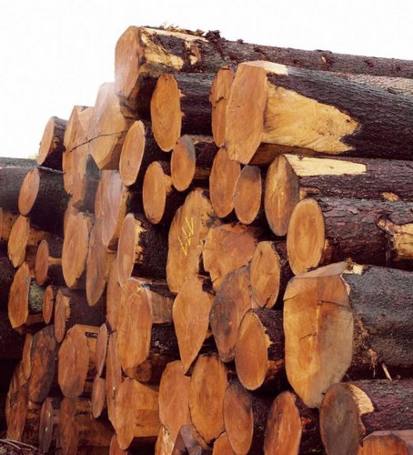Wertvoller Rohstoff Holz:  Arbeiten können von ArchitektInnen, Projektierenden, Bauherrschaften, AuftraggeberInnen sowie Ausführenden und Kunstschaffenden eingereicht werden. (Bild: lid)