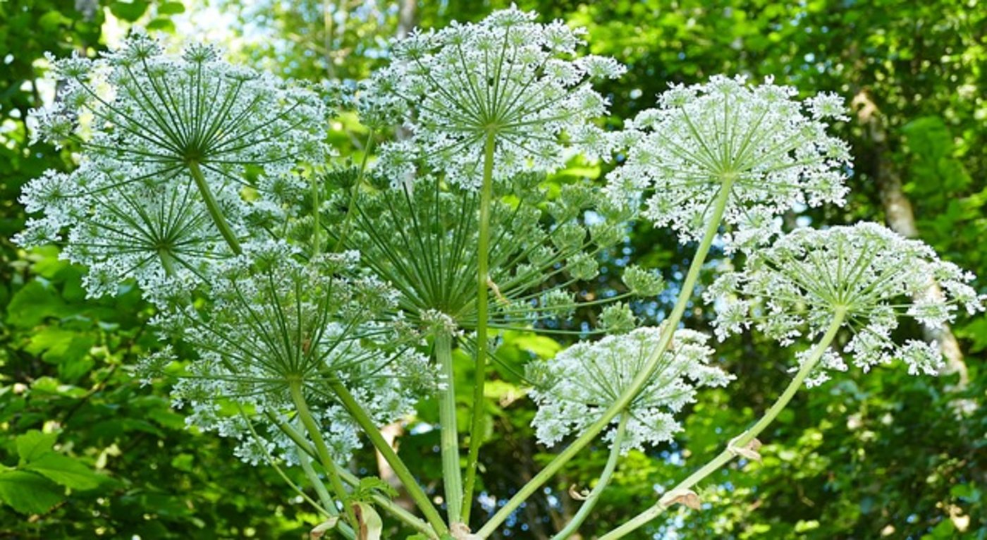 Der Riesenbärenklau ähnelt dem Wiesenkerbel, wird aber viel grösser. Hautkontakt mit dieser Pflanze führt in Verbindung mit Sonnenlicht zu schweren Verbrennungen. (Bild Pixabay)