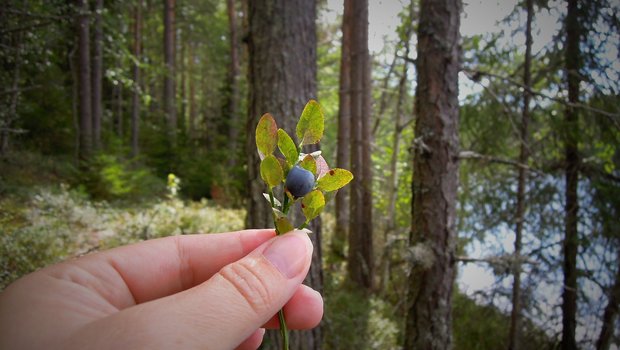 Es handle sich um eine weiträumiges Massenvorkommen, so die Forschenden. Das bedroht diverse Wildbeeren und -früchte im Wald und damit die Tiere, die davon leben.  (Bild Pixabay)