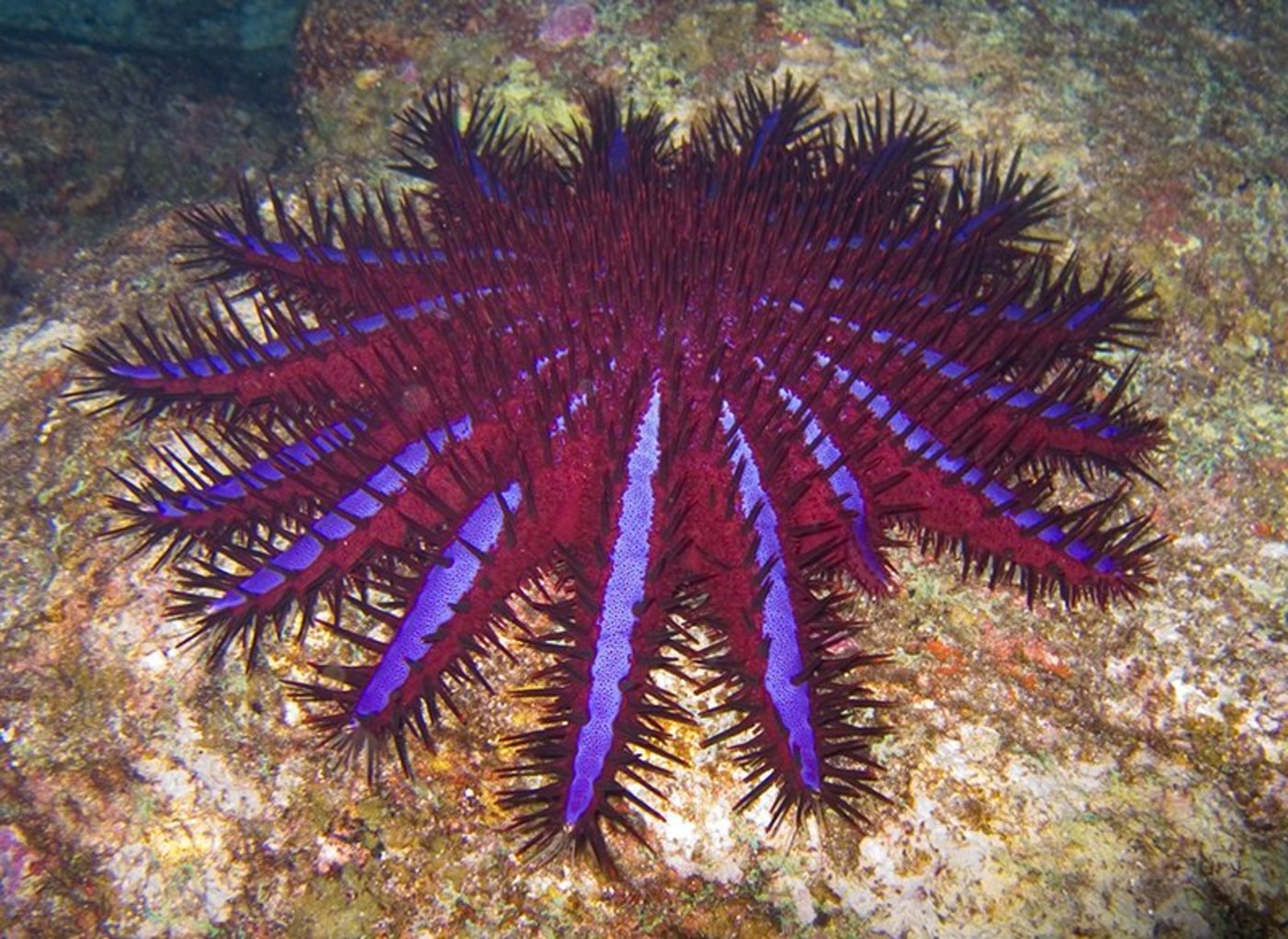 Dornenkronenseesterne fressen Korallen und bedrohen deshalb das Great Barrier Reef. (Bild Jon Hanson/Flickr)  
