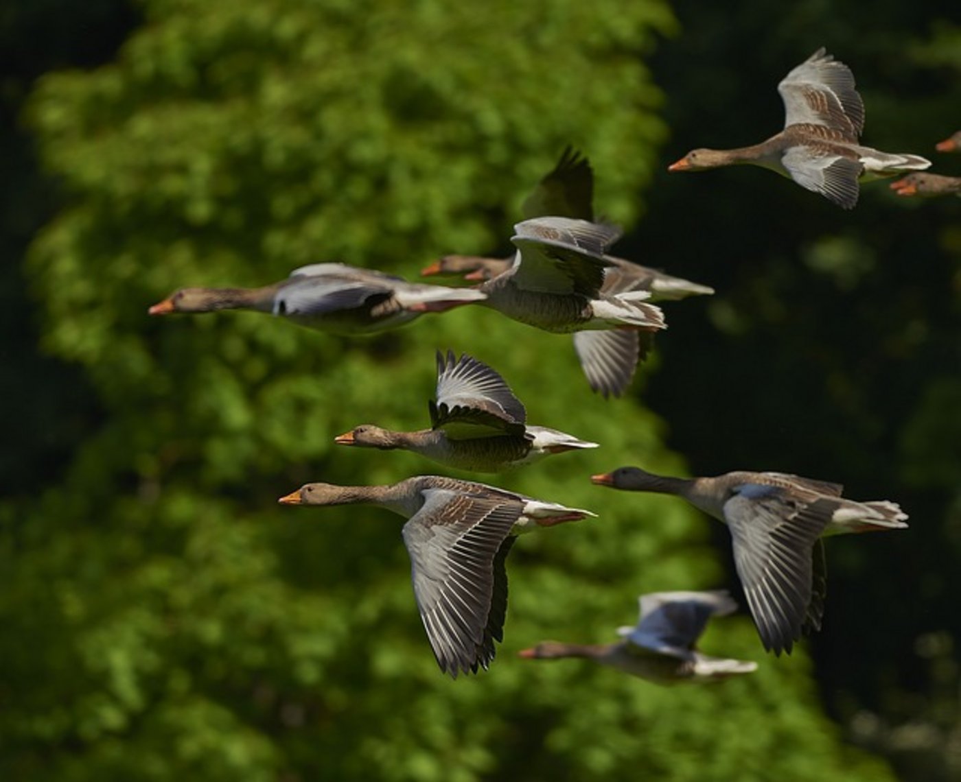 Die kanadischen Gänse zieht es im Winter in den Süden. (Bild pixabay)