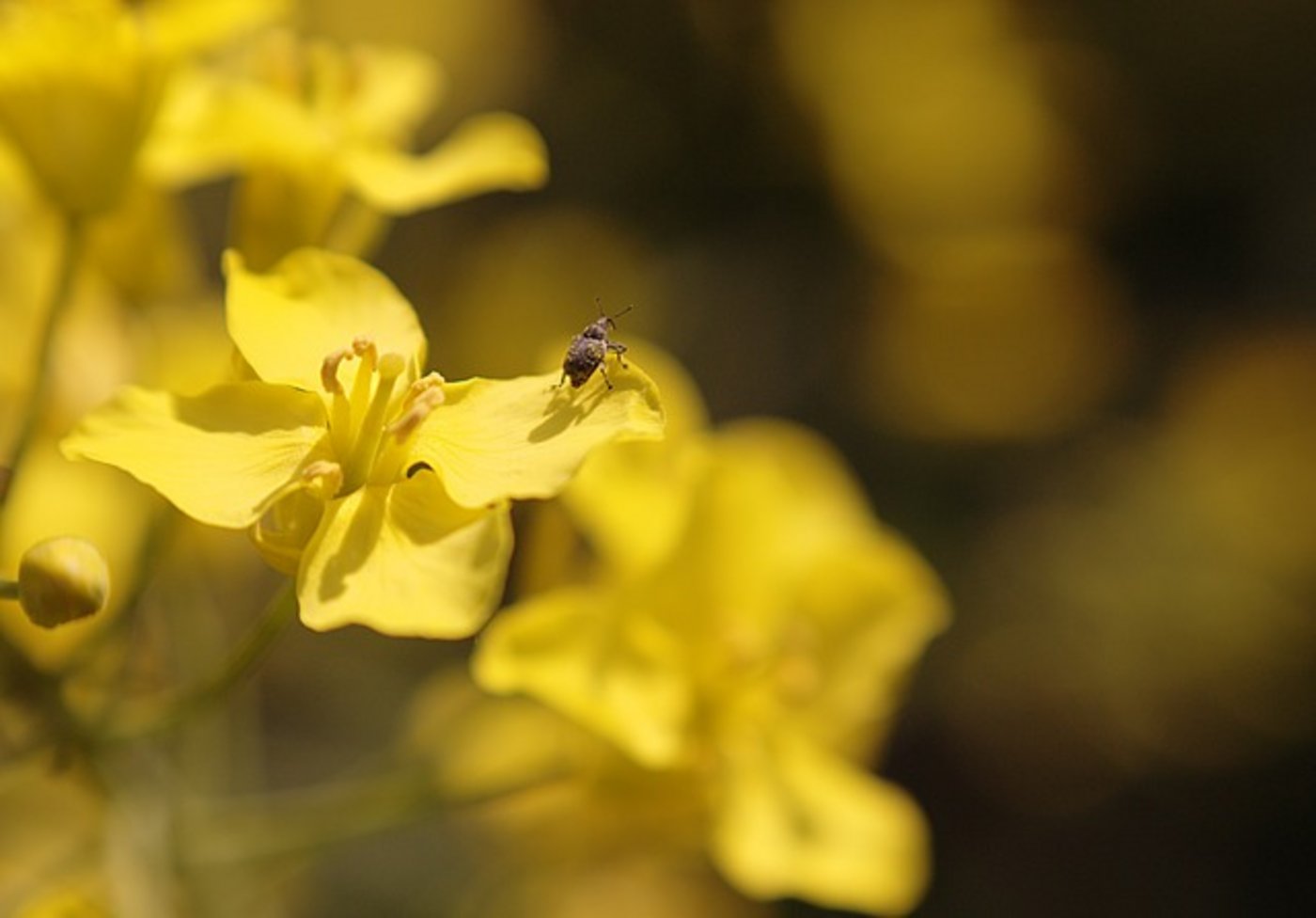 Möglicherweise könnten IP- oder Extenso-Programme dazu beigetragen haben, dass es um die Käfer-Biodiversität im Raps gemäss nicht repräsentativen Daten nicht schlecht zu stehen scheint. (Symbolbild Pixabay)