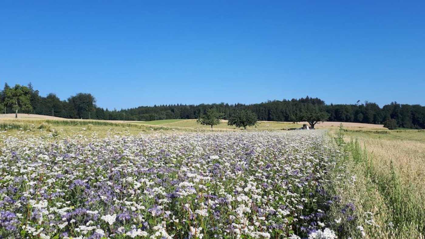 Blühstreifen für Bestäuber bieten Bienen und anderen Pollenfressern Nahrung wenn Raps und die anderen Kulturen verblüht sind.