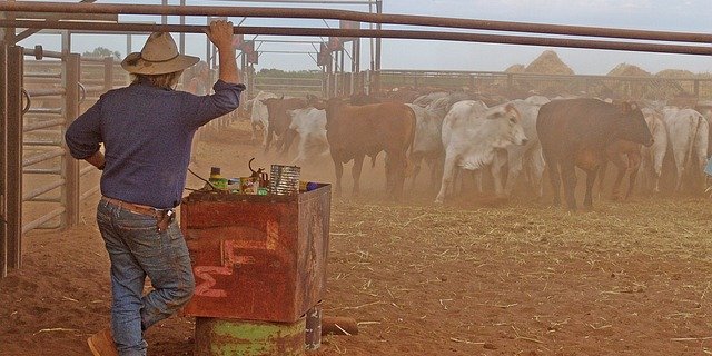 Die Bestände in der australische Rinderzucht sinken drastisch. (Bild Pixabay)