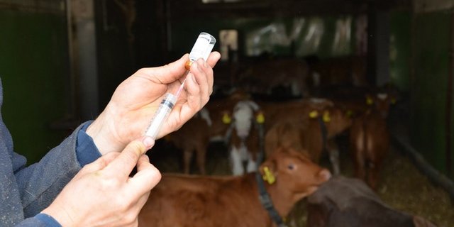 Nicht nur Antibiotika, sondern auch Antiparasitika und Hormonpräparate aus Frankreich wurden von Schweizer Landwirten gekauft. (Symbolbild Aline Küenzi)