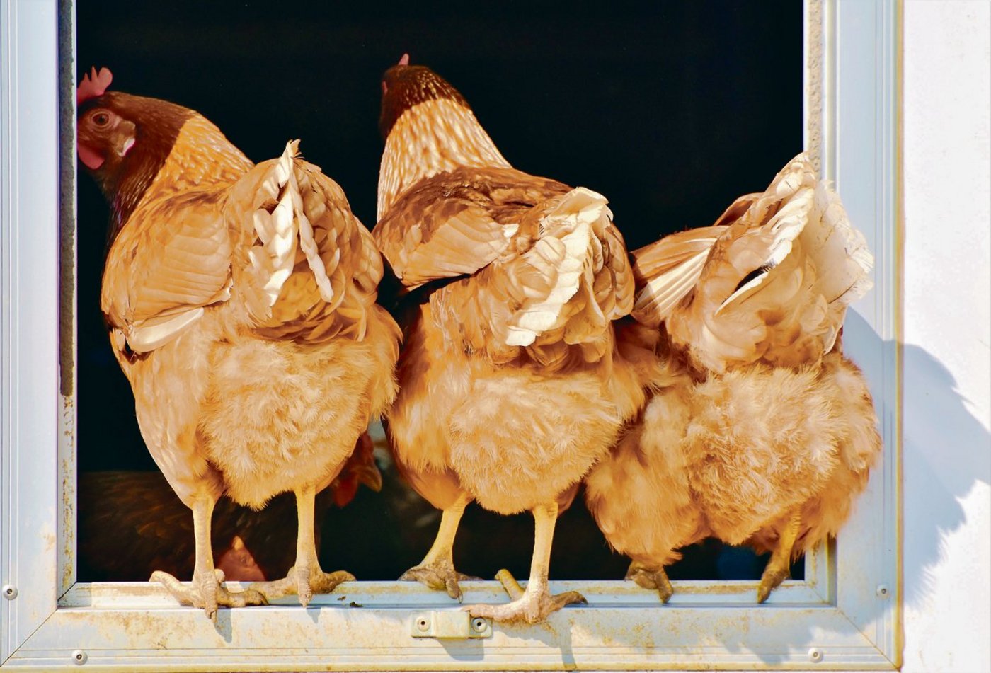 Das altbewährte Suppenhuhn ist bei den Schweizern nicht mehr sehr beliebt. Dabei wäre es sehr gesund und erst noch ethisch vertretbar. (Bild Pixabay)