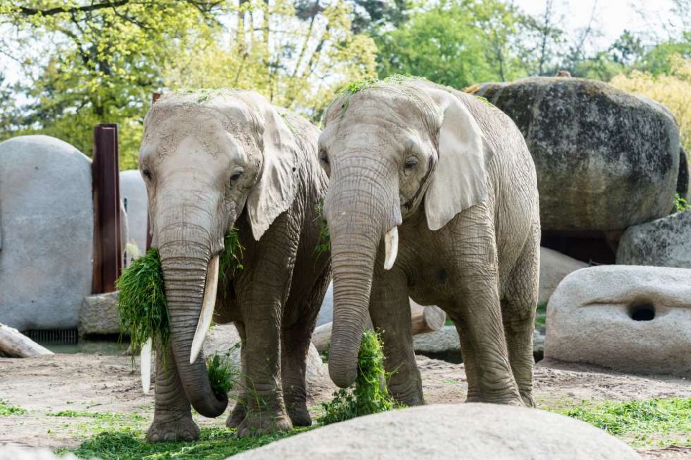 Die Elefantenkuh Malayka war schon seit längerem gesundheitlich angeschlagen.  (Bild Zoo Basel, Torben Weber) 