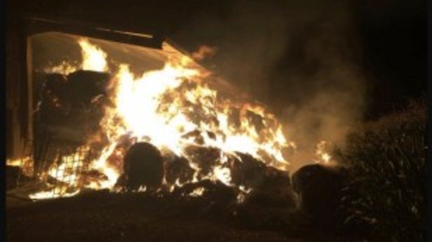 Rund 50 Kühe sind in der Westschweiz verbrand. (Bild Screenshot)