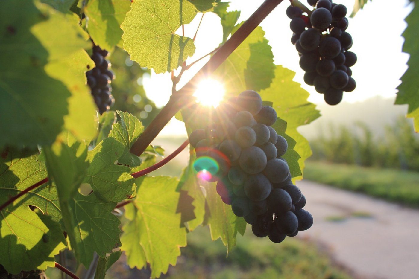 Die Weinqualität des Jahrgangs 2020 dürfte gut ausfallen. (Symbolbild Pixabay/Free-Photos)