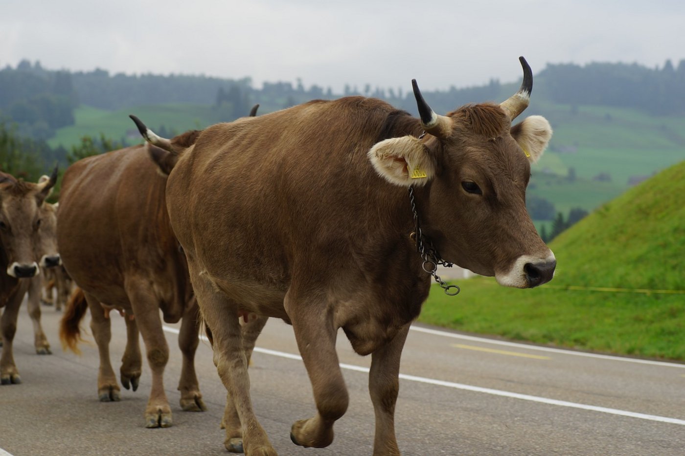 Der Anteil der Nein-Stimmen zur Hornkuh-Initiative nimmt zu. (Symbolbild Pixabay)
