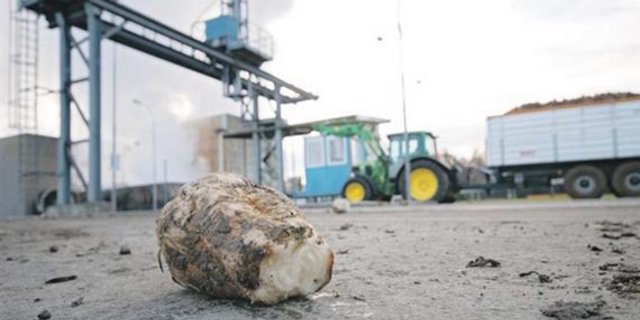 Aus Schweizer Zuckerrüben hergestellter Zucker schneidet laut einer neuen Studie in Sacken ökologischem Fussabdruck besser ab. (Bild iStock)