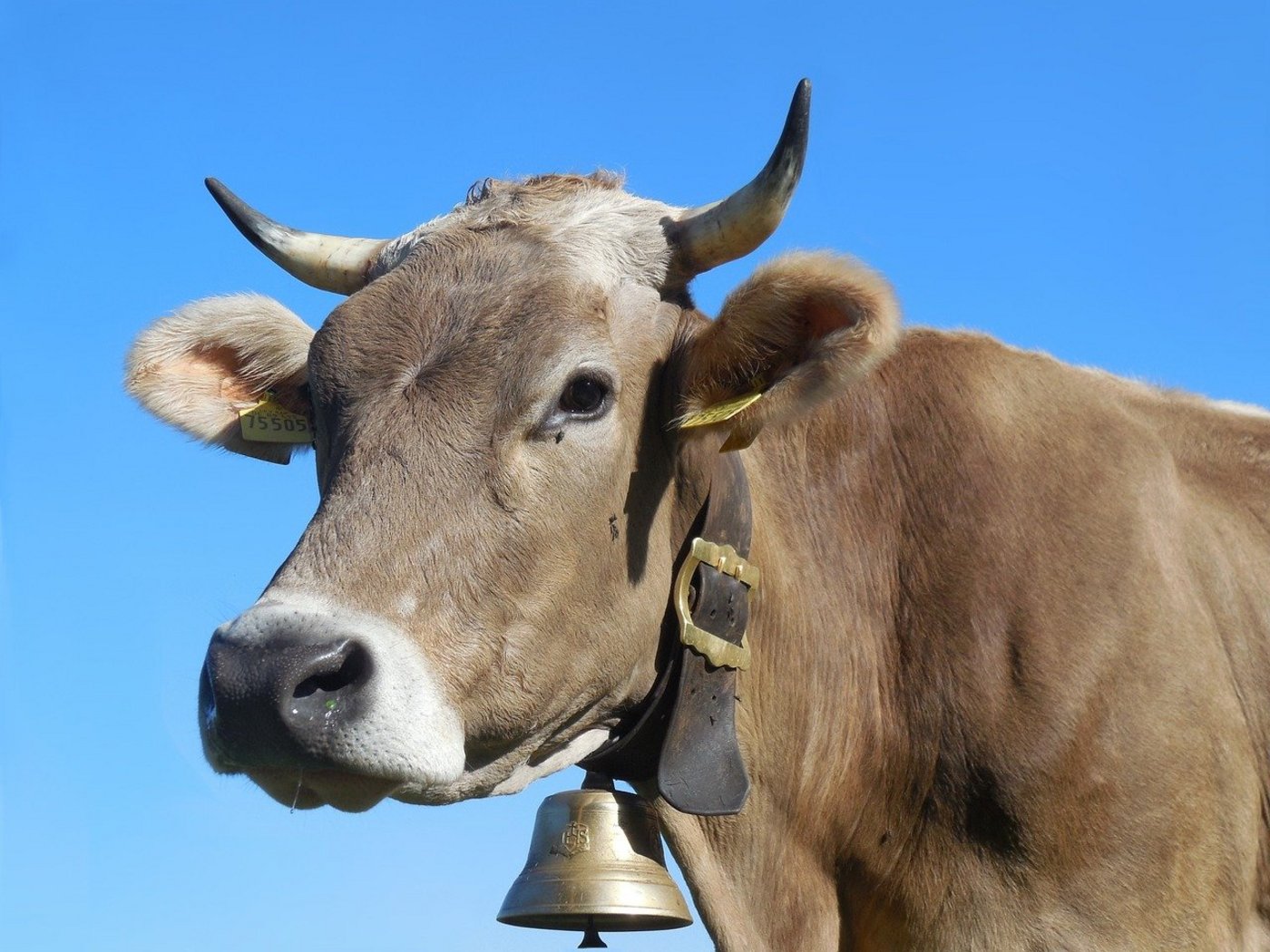 Das Programm für die dreitägige Eliteschau 2022 steht bereits. (Symbolbild Pixabay)