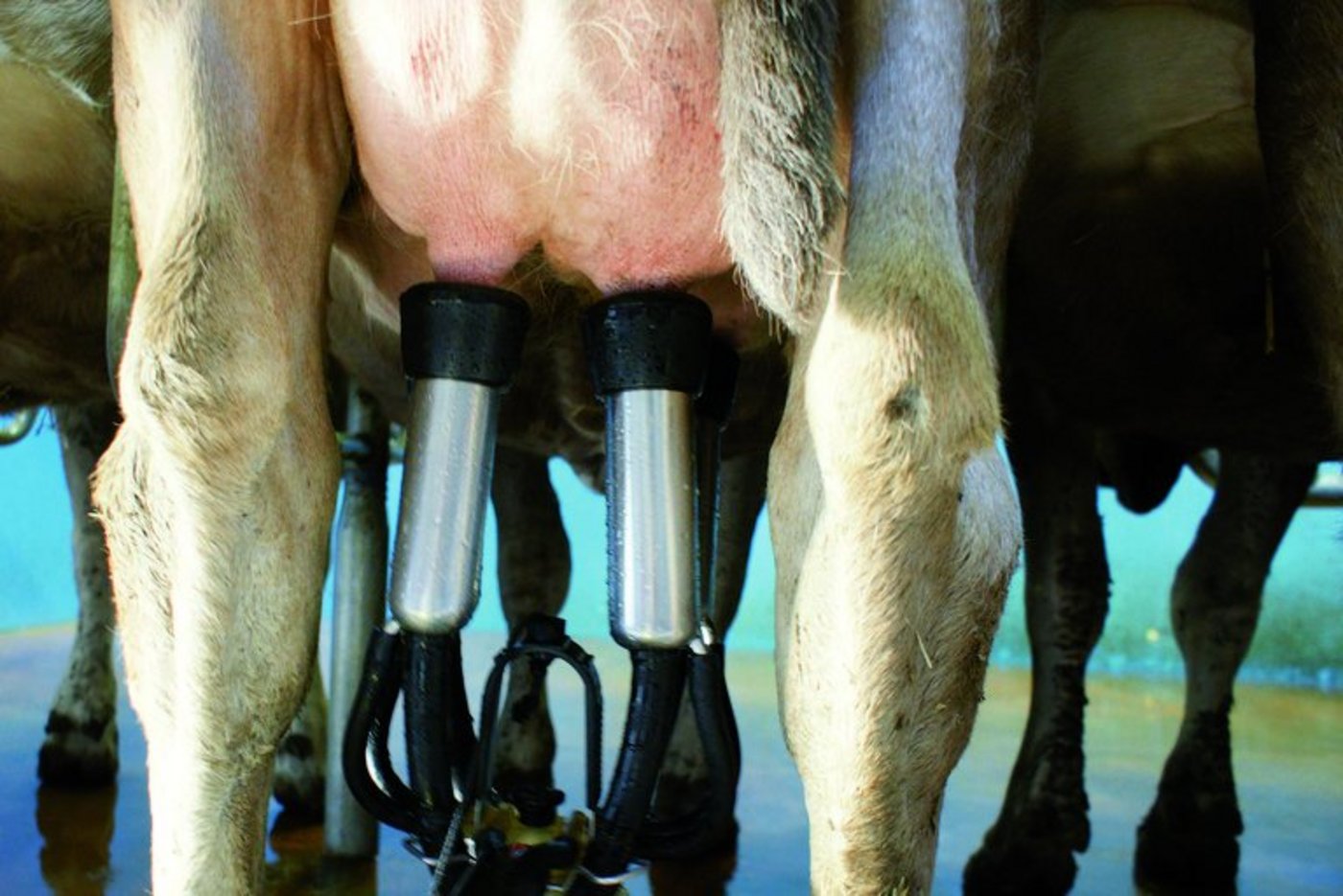 Rund 155 Milchbetriebe wollten 2020 neu Biomilch abliefern. Ihre Milch fliesst nun weiterhin ein Jahr in den konventionellen Kanal. (Symbolbild, lid)