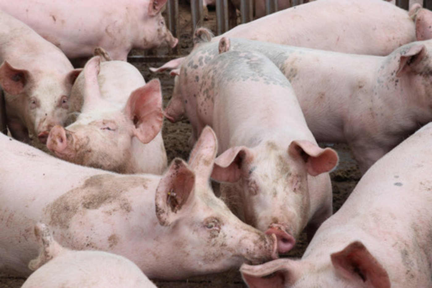 Im Kanton Luzern werden 30 Prozent aller Schweizer Schweine gehalten. Ein Forschungsstandort in Sursee, der Stickstoff- und Phosphorflüsse untersucht, kann deshalb durchaus Sinn machen. (Bild Ruth Aerni)