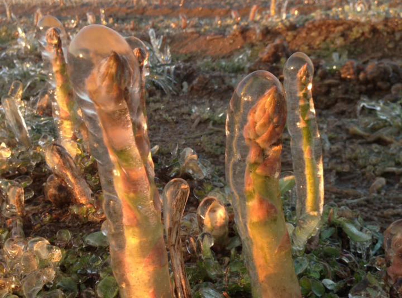 Mit einer Frostbewässerung konnte Kuno Werro das Abfrieren seiner Spargeln verhindern. (Bild Werro's Biohof)