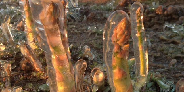 Mit einer Frostbewässerung konnte Kuno Werro das Abfrieren seiner Spargeln verhindern. (Bild Werro's Biohof)