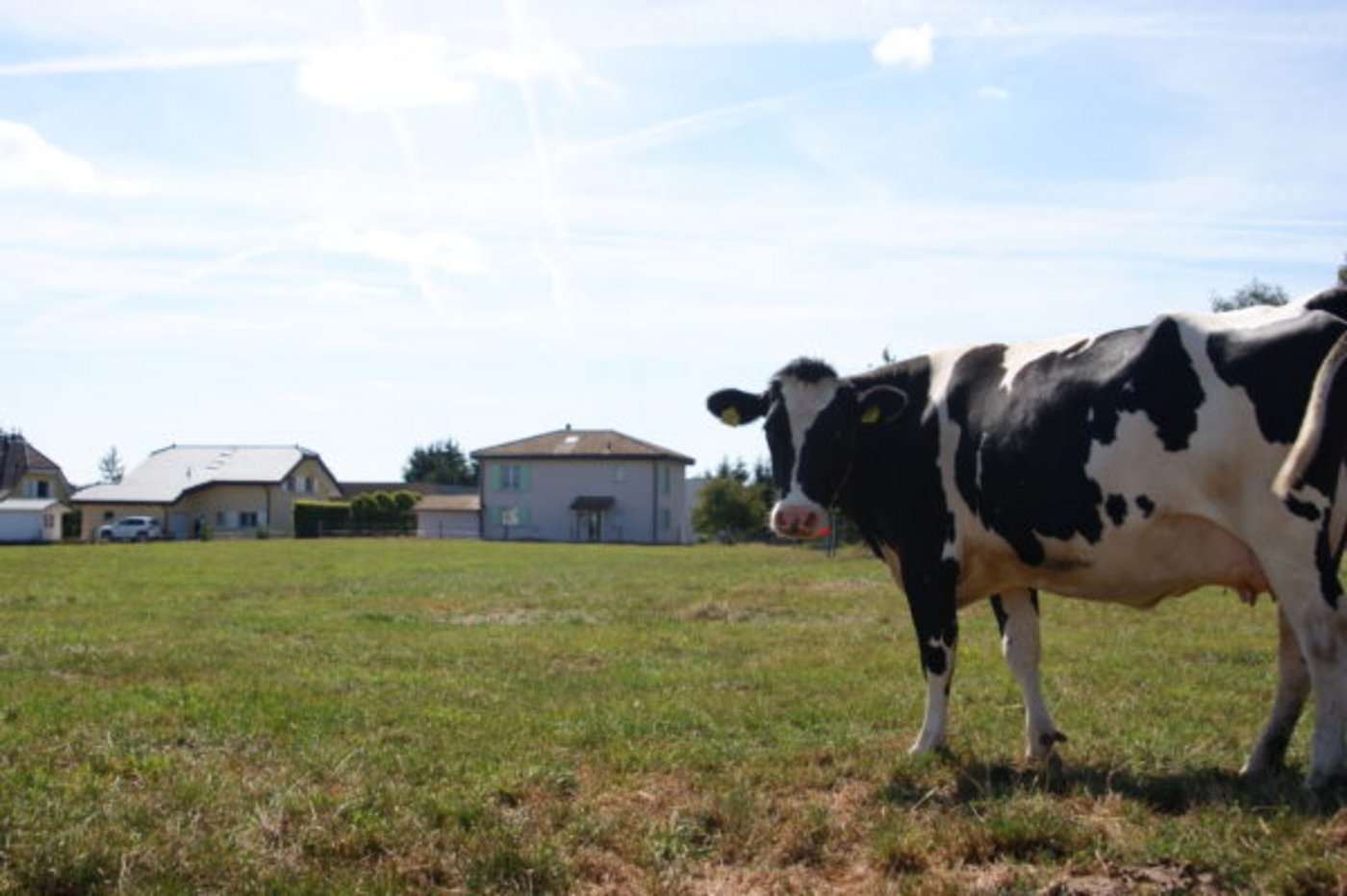 Die Initiative schütze das Kulturland auch vor der Landwirtschaft, so der TIF. (Bild Zersiedelun-gstoppen.ch)