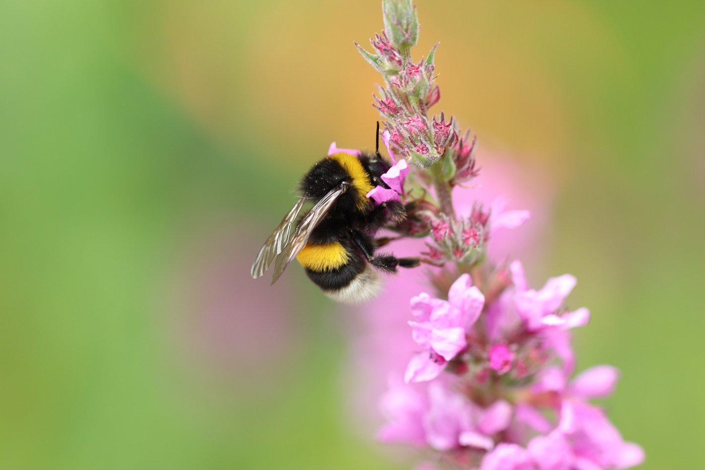 Es ist schwierig zu sagen, welcher Faktor für den Rückgang von Hummeln und anderen  Insekten die Hauptschuld trägt. (Bild Pixabay)