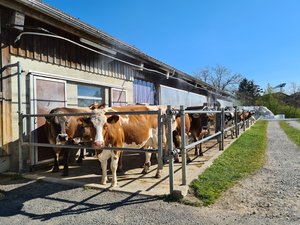 Jetzt Massnahmen gegen Hitzestress ergreifen Auf dem Gutsbetrieb des BBZN in Hohenrain kann an heissen Tagen dem Hitzestress mit einer Vernebelungsanlage auf dem Laufhof abgeholfen werden. (Bild Raphael Albisser)