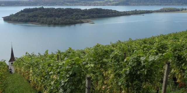 Blick von einem Weinberg am Rande des Bielersees auf die St.-Petersinsel. (Bild if)