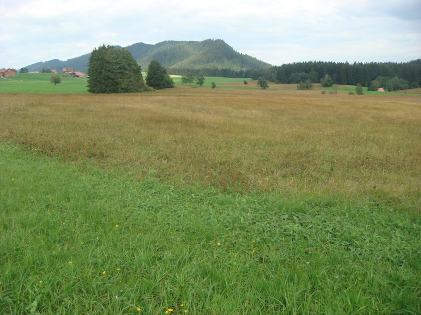 In den Pufferzonen am Rand von Naturschutzobjekten werde mancherorts trotzdem gegüllt, schreibt BirdLife. Dies führe zu einer Verarmung der Flora und Fauna. (Bild Bird Life Schweiz)