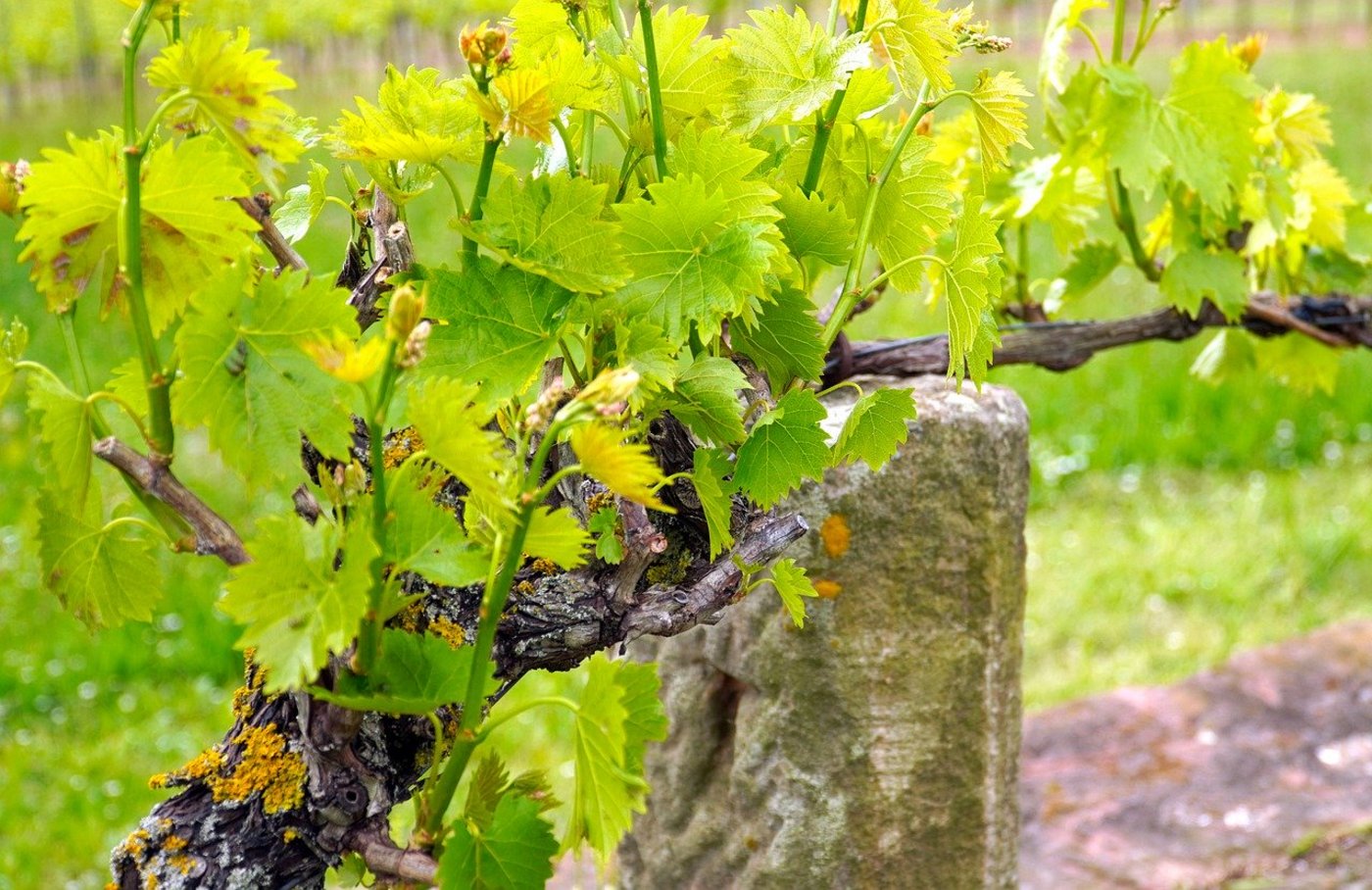 Die Trauben in der Ostschweiz entwickeln sich bis anhin gut. (Symbolbild Pixabay)