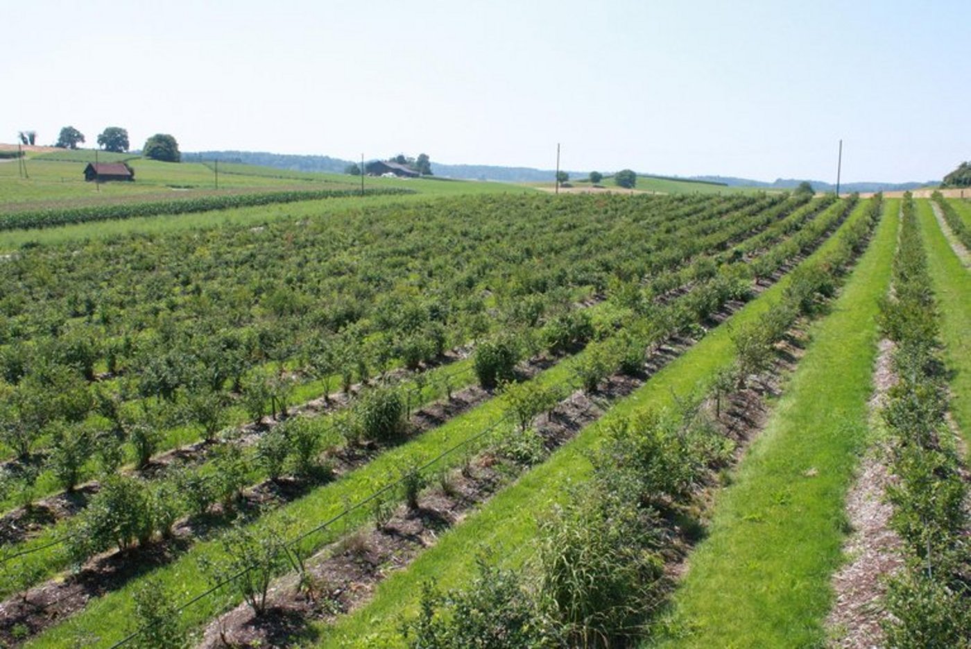 Heidelbeeren sind erntereif. (Bild de/lid)